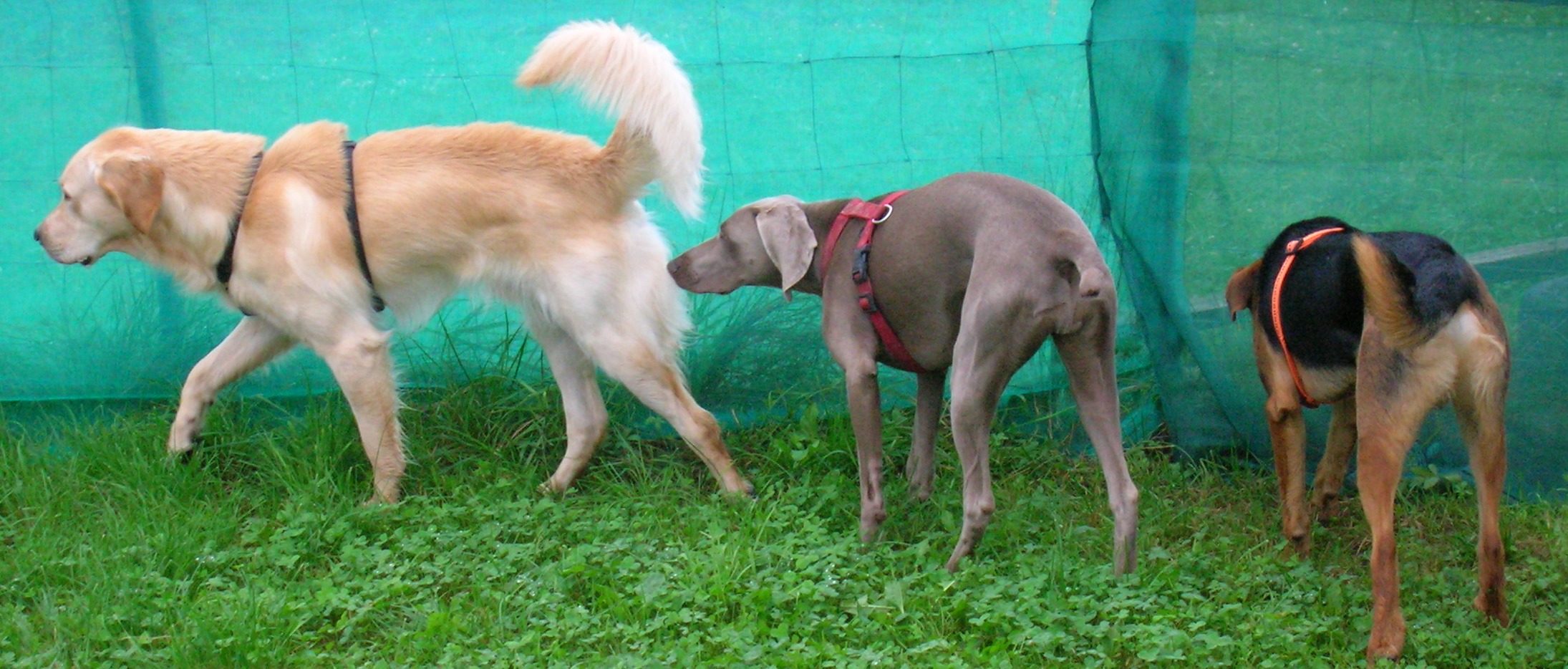 Helgas Hundeteam "Braver Hund" Basic